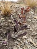 Teucrium chamaedrys