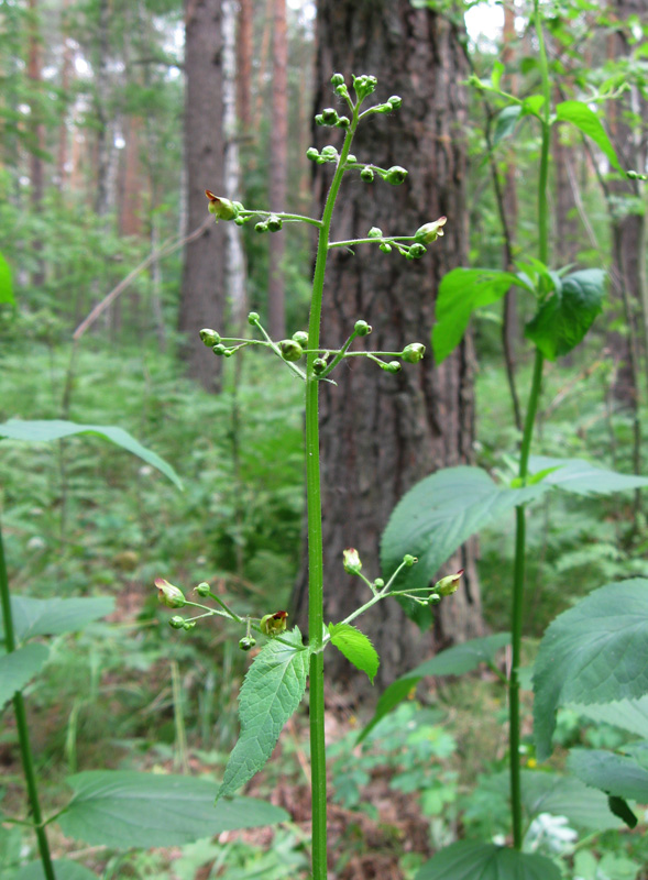 Изображение особи Scrophularia nodosa.