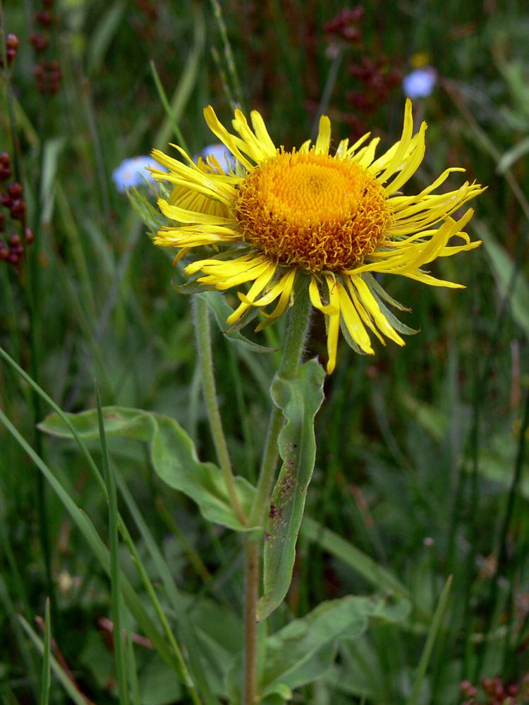 Изображение особи Inula britannica.