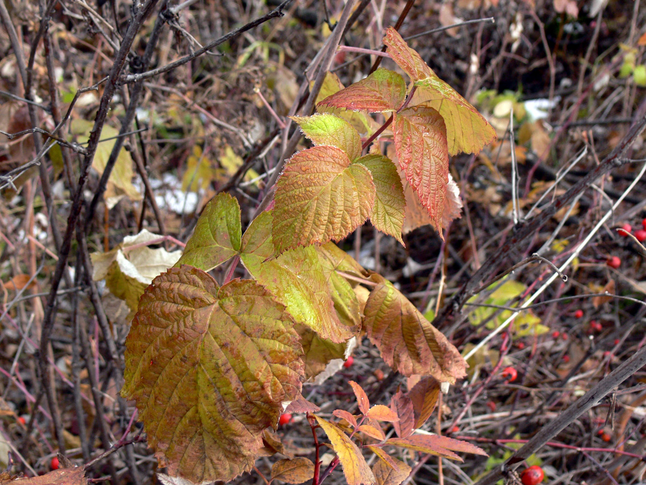 Image of Rosa cinnamomea specimen.