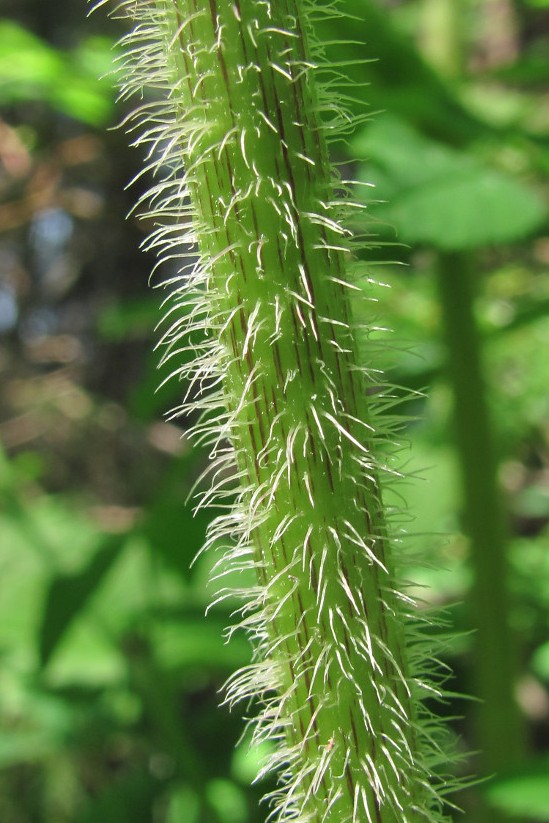 Image of Crepis sibirica specimen.
