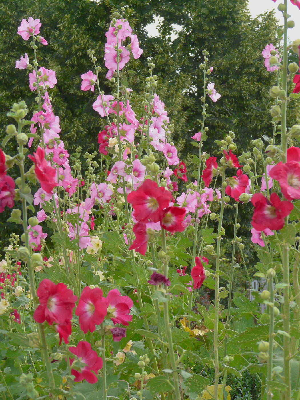 Image of Alcea rosea specimen.