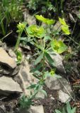 Euphorbia rossica