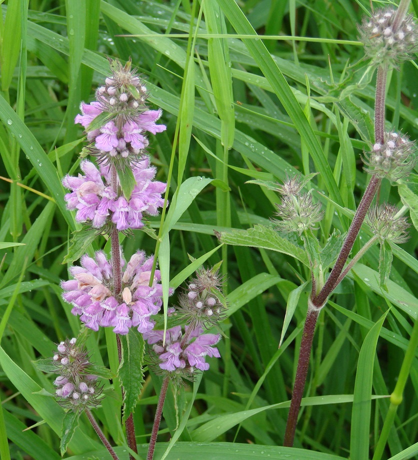 Image of Phlomoides tuberosa specimen.