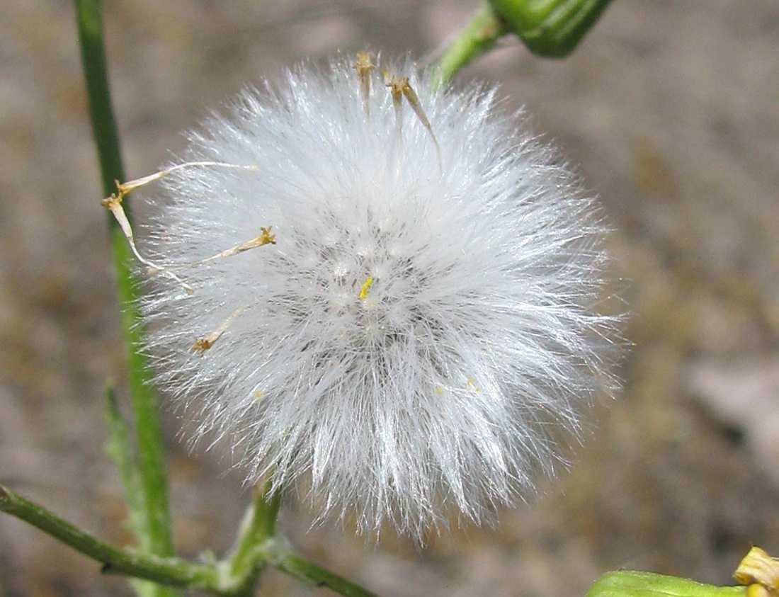 Изображение особи Senecio vernalis.