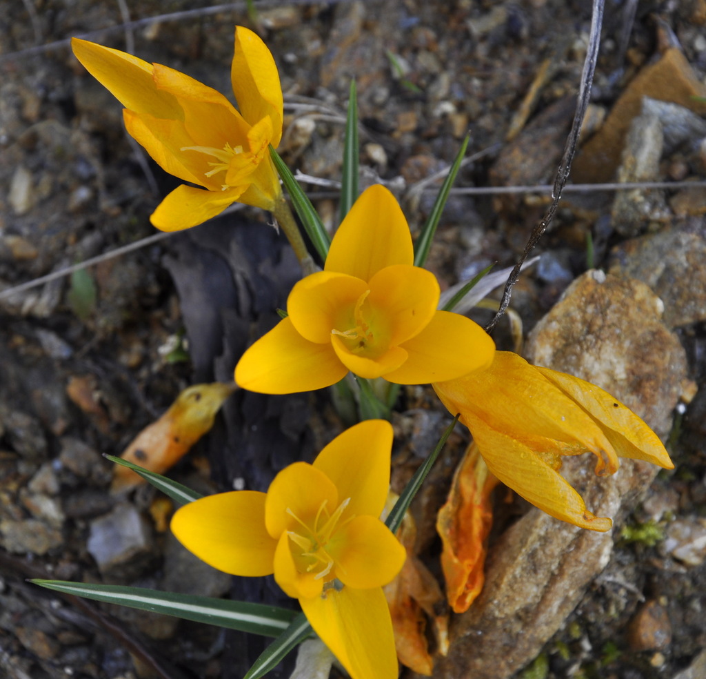 Image of Crocus olivieri specimen.