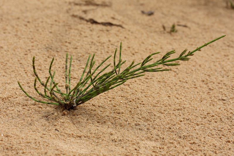 Image of Equisetum arvense specimen.