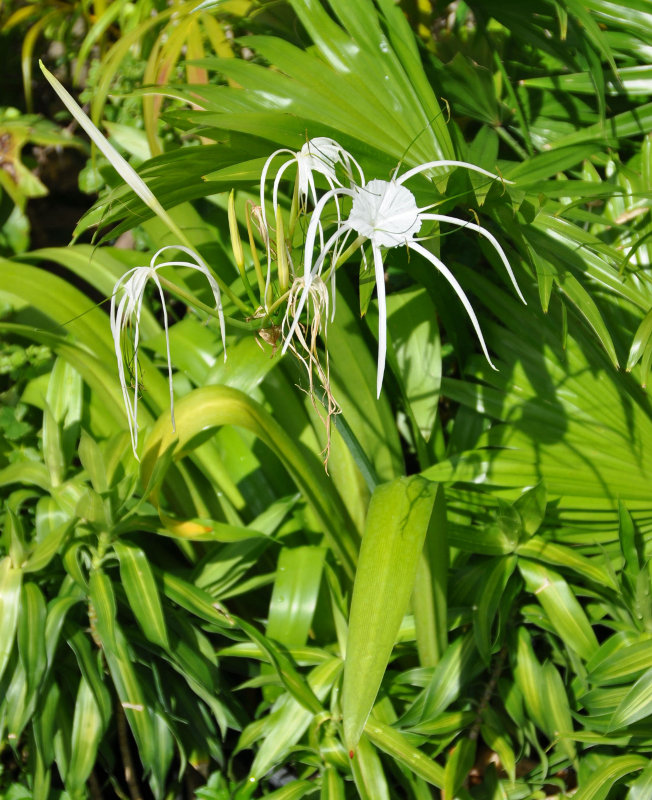 Image of Hymenocallis speciosa specimen.