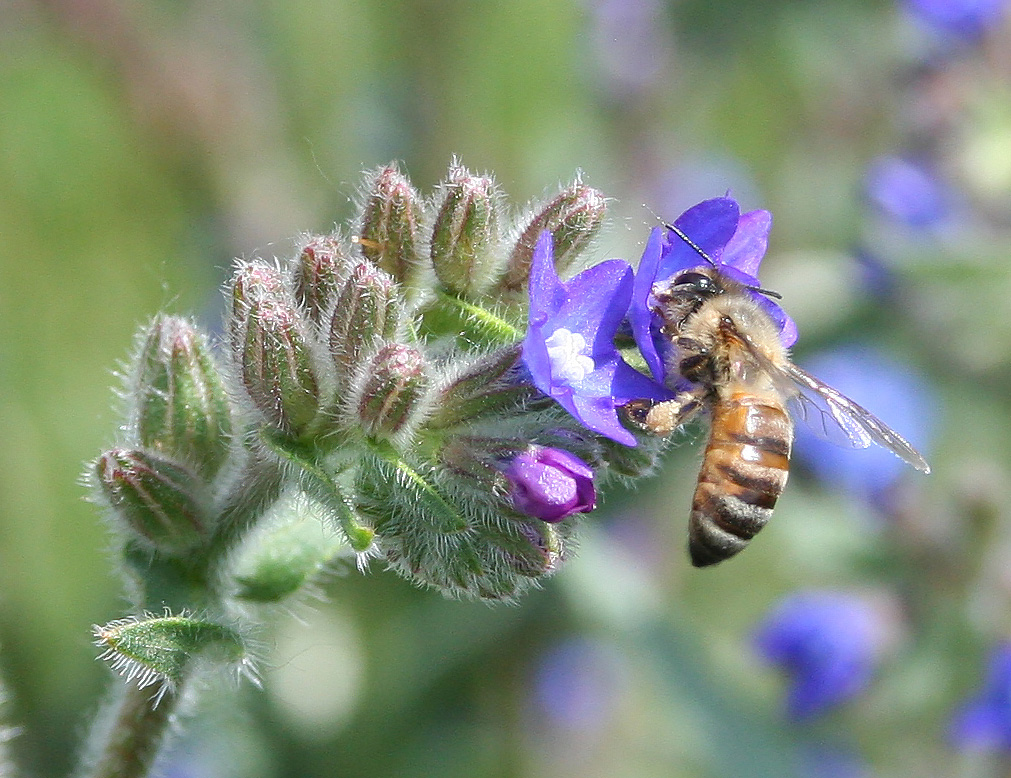 Image of Anchusa officinalis specimen.