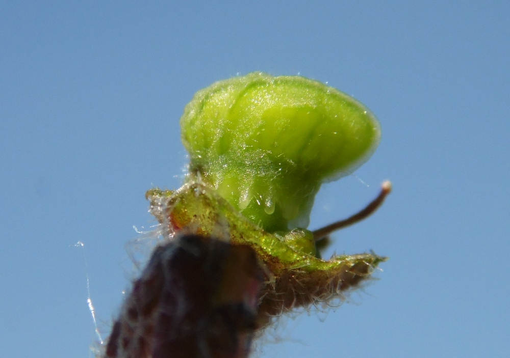 Image of Nonea rossica specimen.