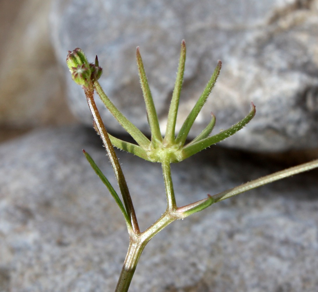 Изображение особи Rhagadiolus stellatus.