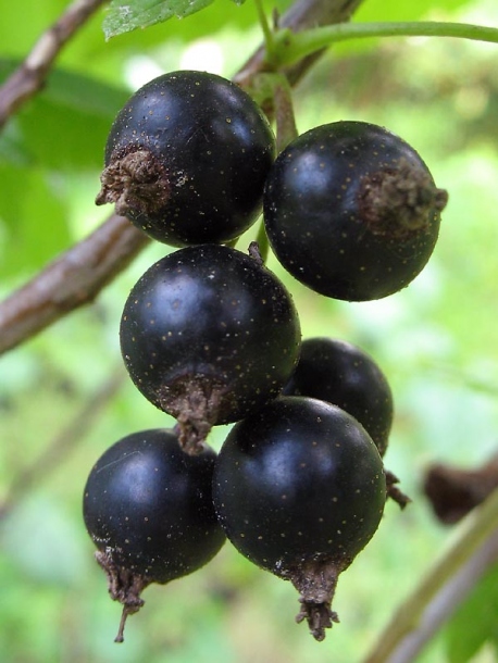 Image of Ribes nigrum specimen.