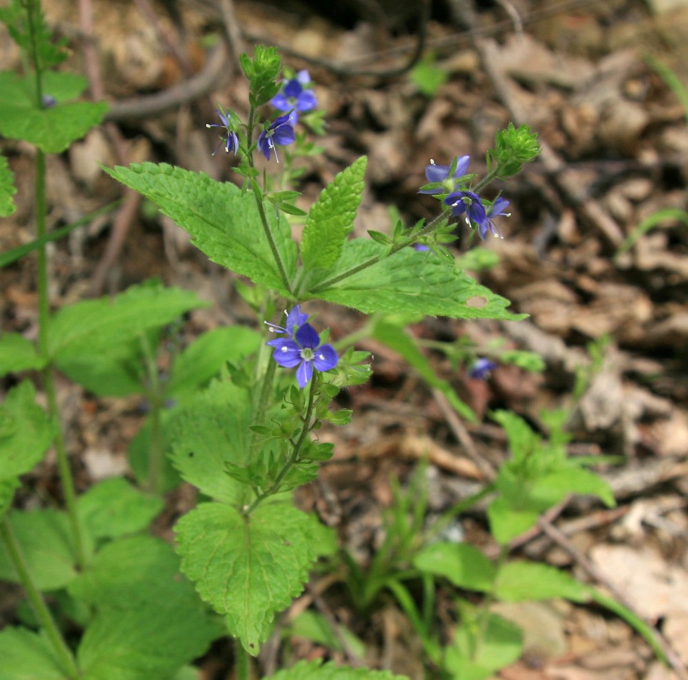 Image of Veronica chamaedrys specimen.