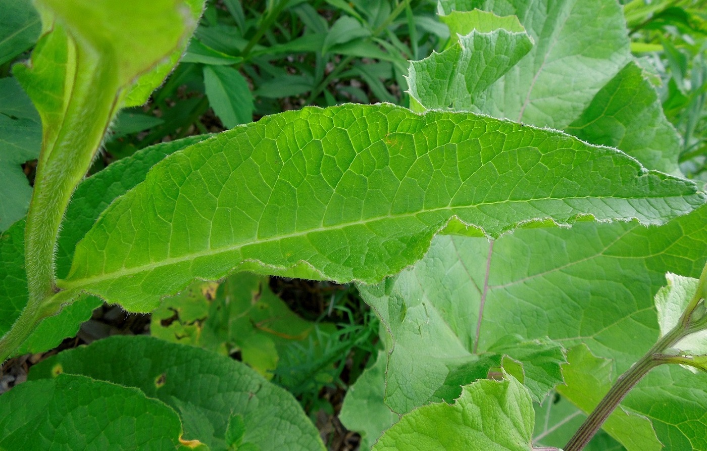 Image of Symphytum officinale specimen.