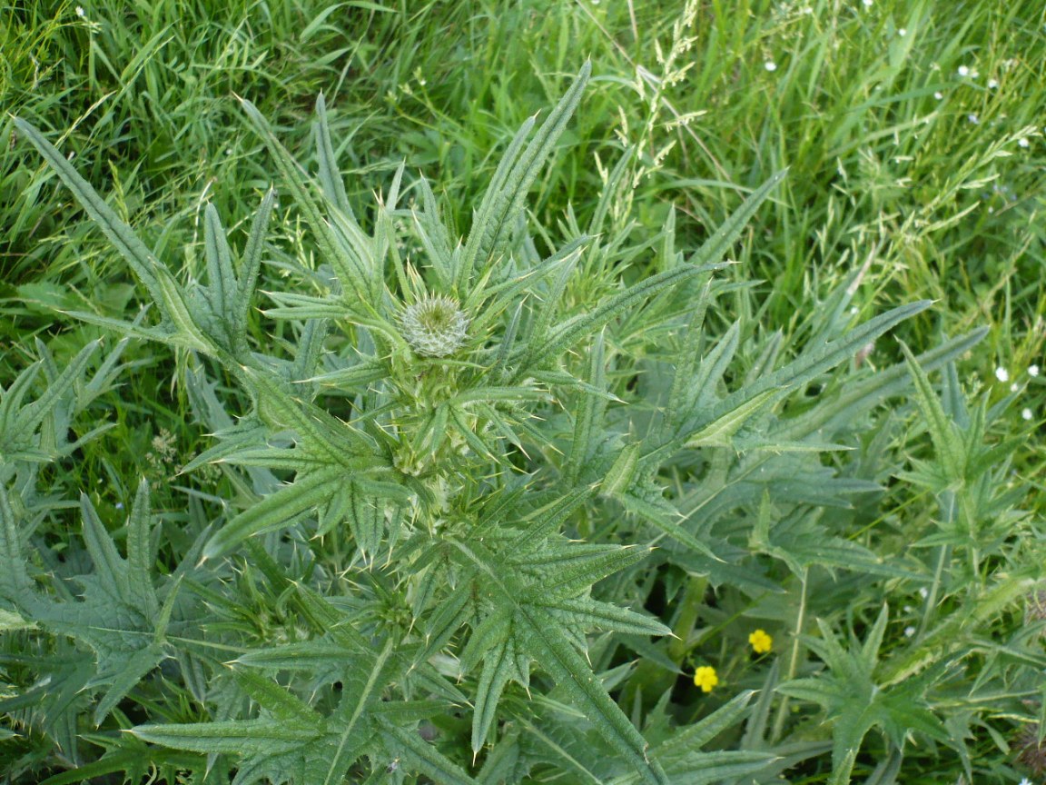 Image of Cirsium vulgare specimen.