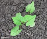 View full-size image Fagopyrum tataricum