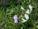 Astragalus levieri