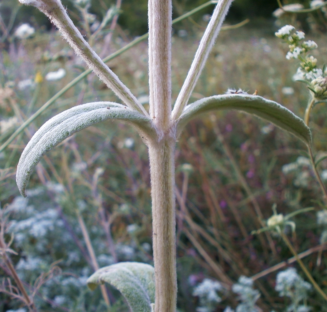 Image of Stachys velata specimen.