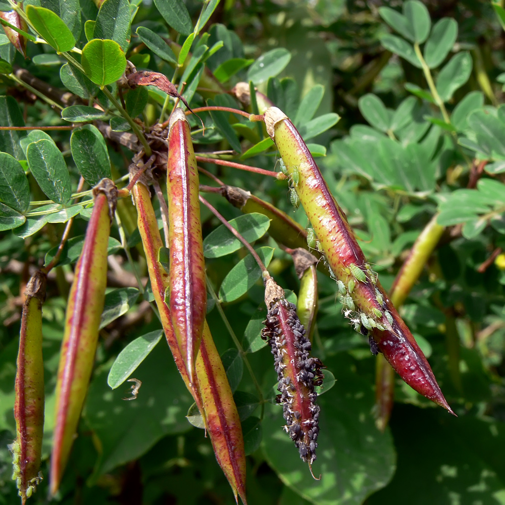 Image of Caragana arborescens specimen.