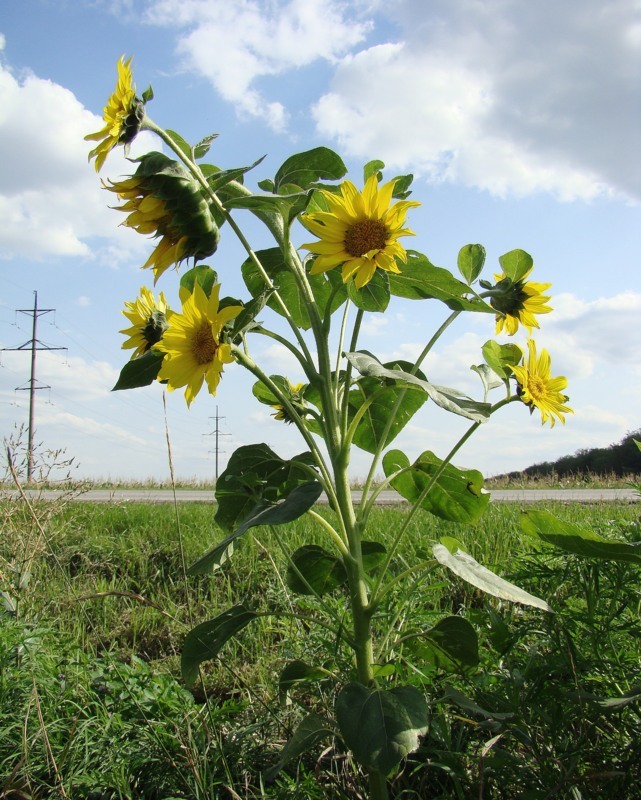 Image of Helianthus annuus specimen.