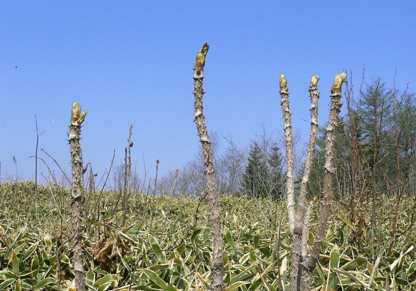 Image of Aralia elata specimen.