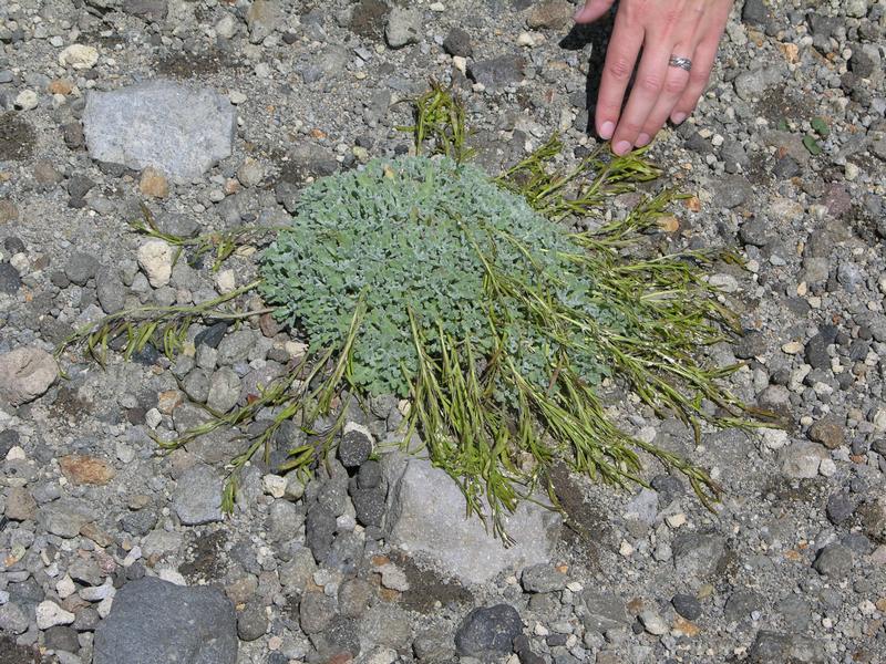 Image of Ermania parryoides specimen.