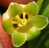 Polygonatum humile