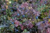 Смотреть изображение Vaccinium uliginosum подвид microphyllum