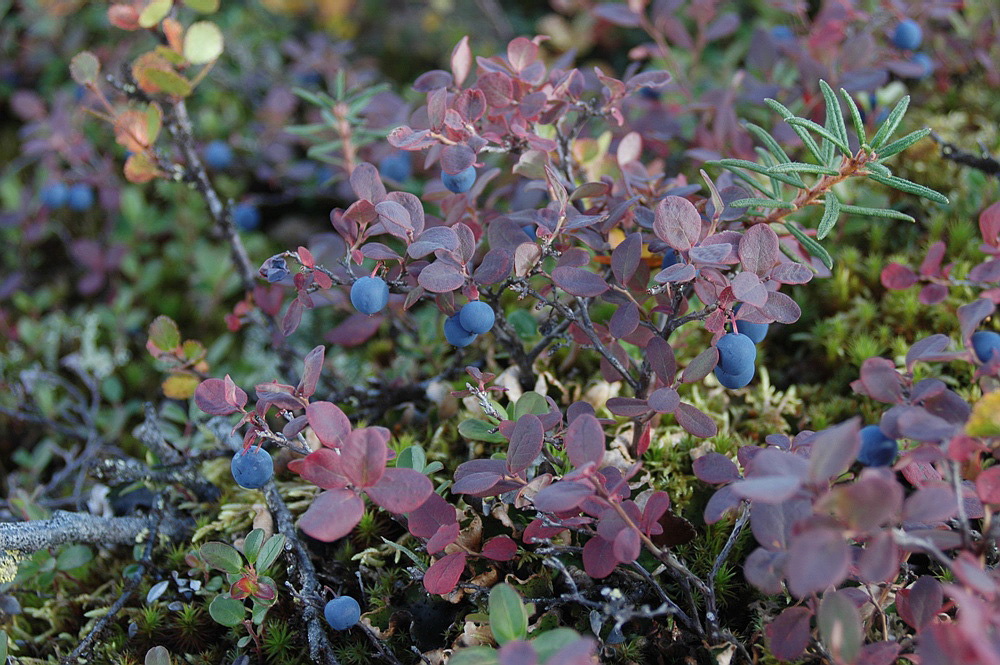 Изображение особи Vaccinium uliginosum ssp. microphyllum.