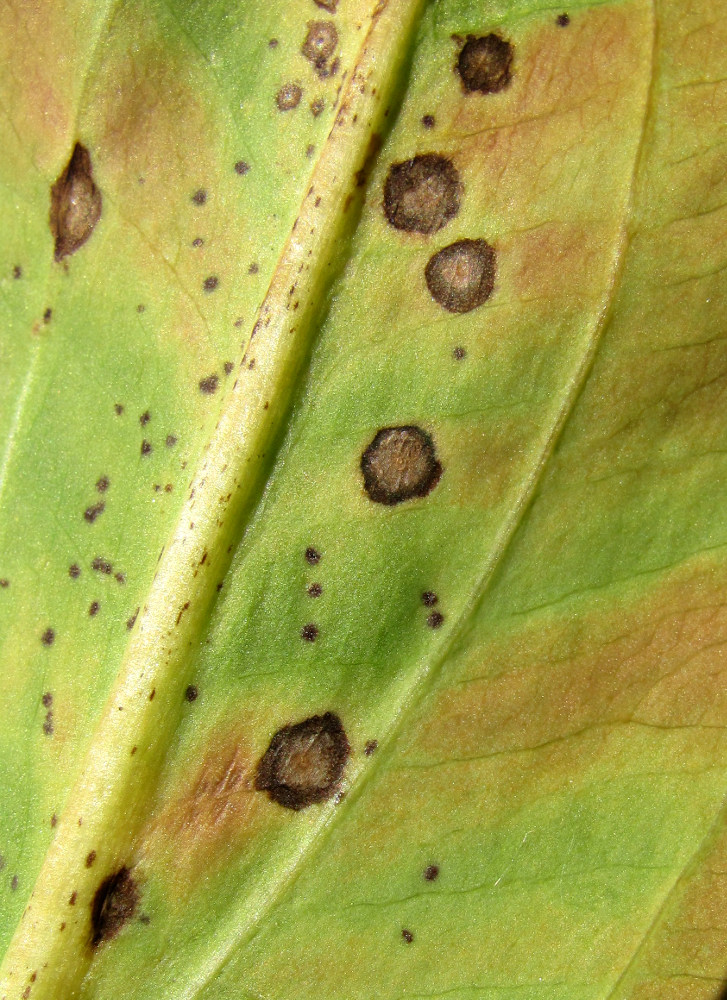 Image of Alisma plantago-aquatica specimen.