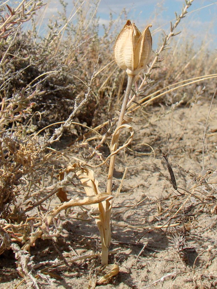 Image of Tulipa borszczowii specimen.