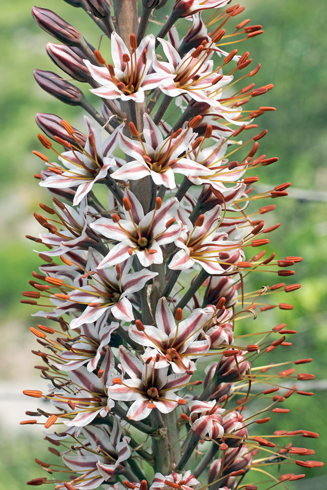 Image of Eremurus regelii specimen.