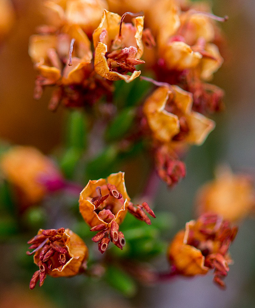 Image of Erica manipuliflora specimen.