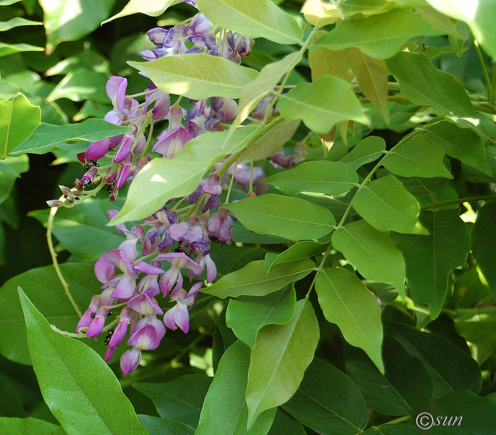 Image of Wisteria sinensis specimen.