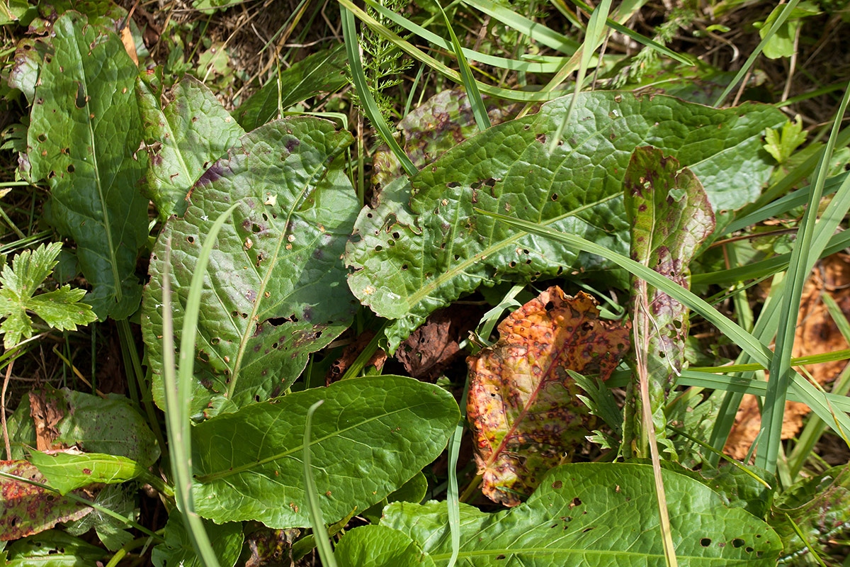 Image of Rumex sylvestris specimen.