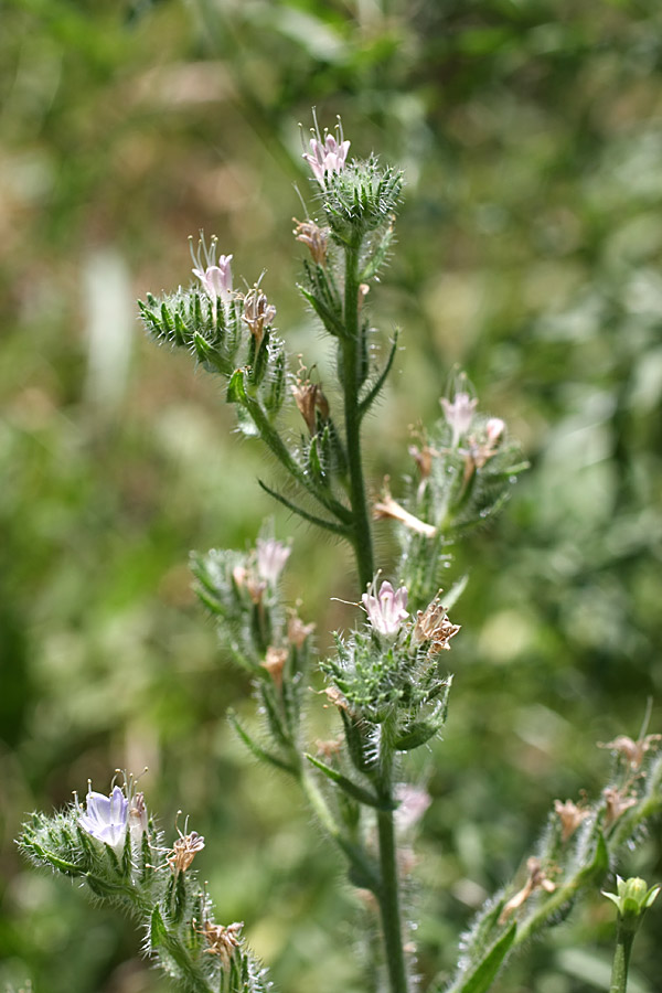 Image of Echium biebersteinii specimen.