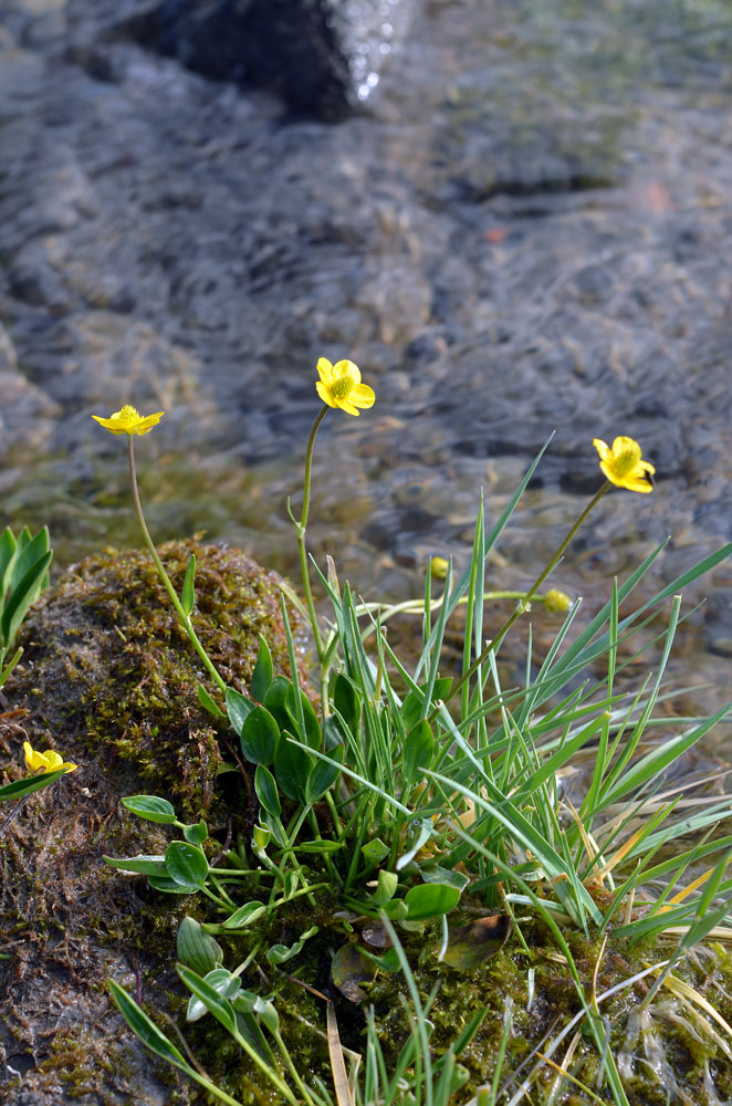 Image of Ranunculus longicaulis var. pulchellus specimen.