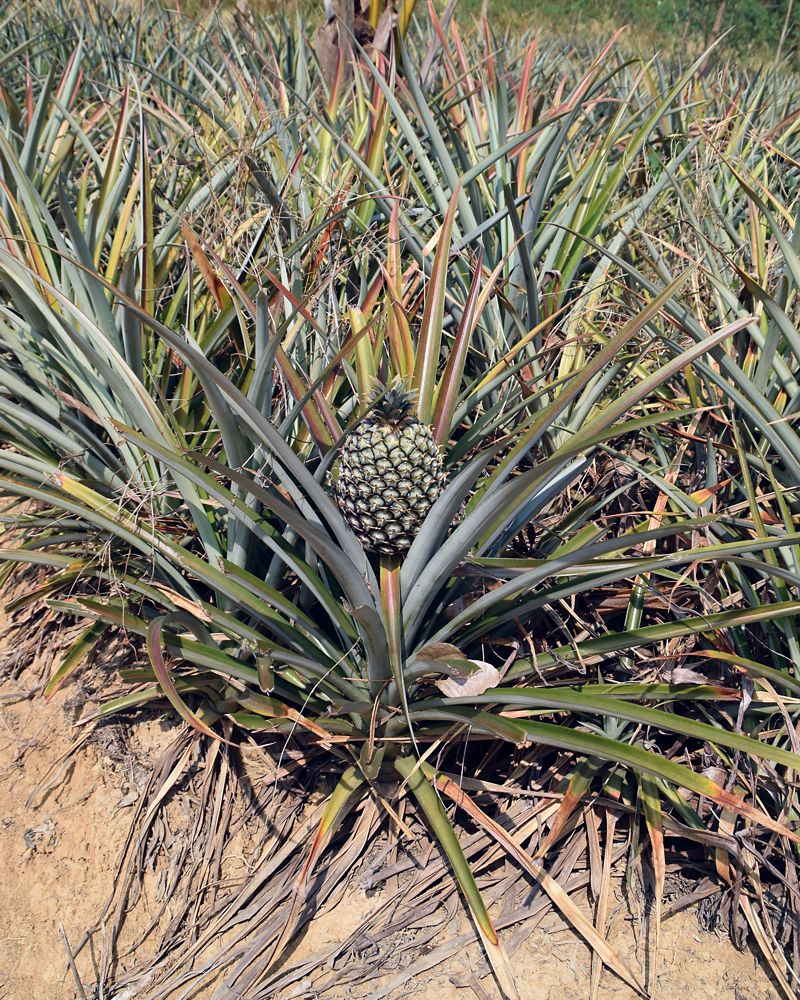 Image of Ananas comosus specimen.