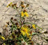 Inula caspica