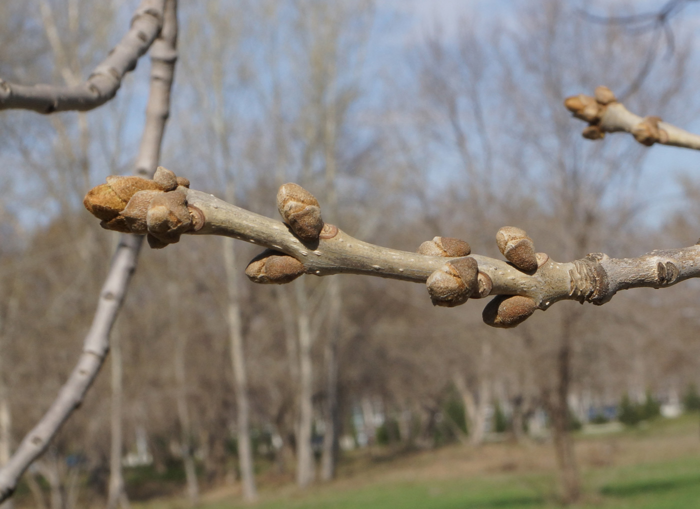 Image of Fraxinus pennsylvanica specimen.