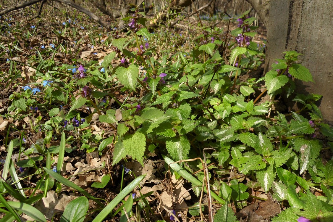 Image of Lamium maculatum specimen.