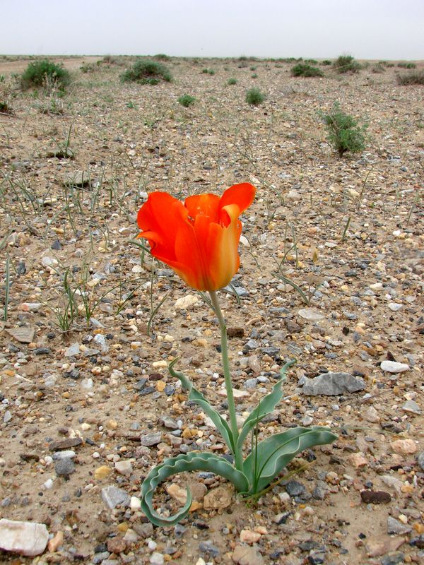 Изображение особи Tulipa lehmanniana.