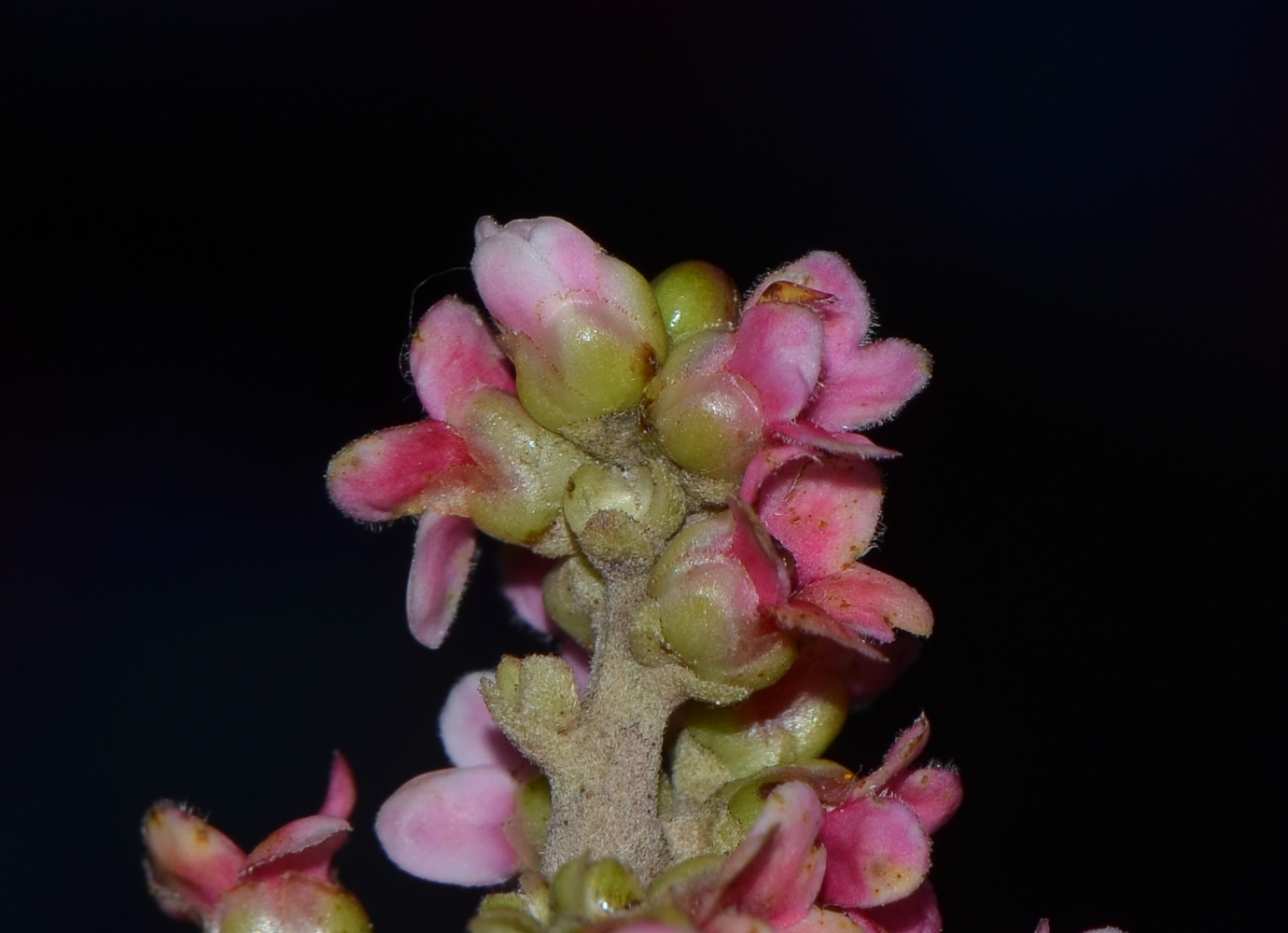 Image of Rhus integrifolia specimen.