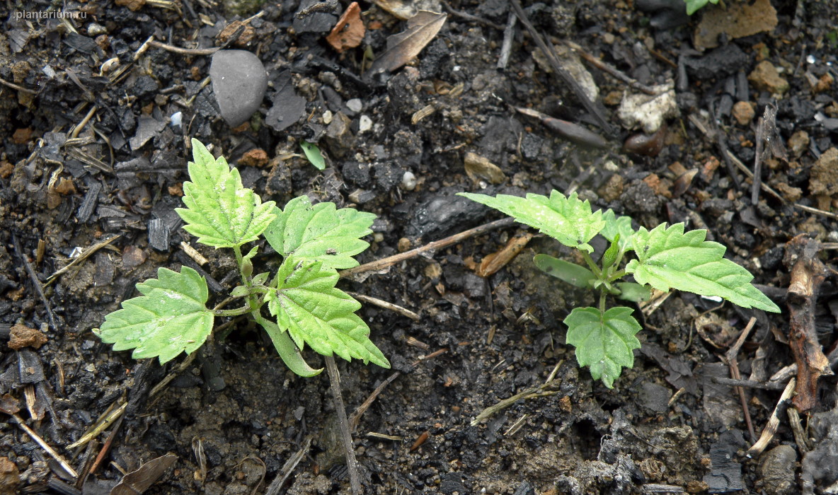 Image of Humulus lupulus specimen.