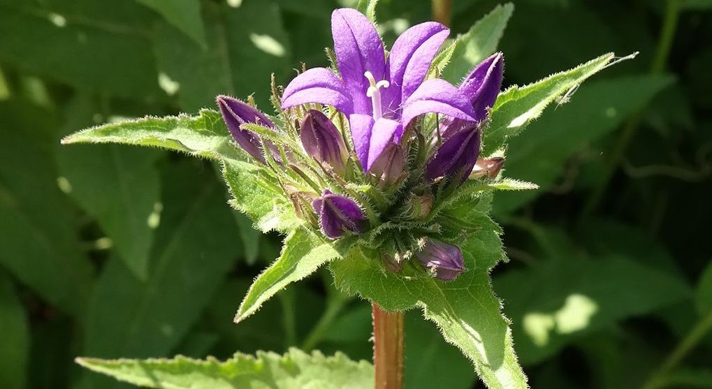 Image of Campanula glomerata specimen.