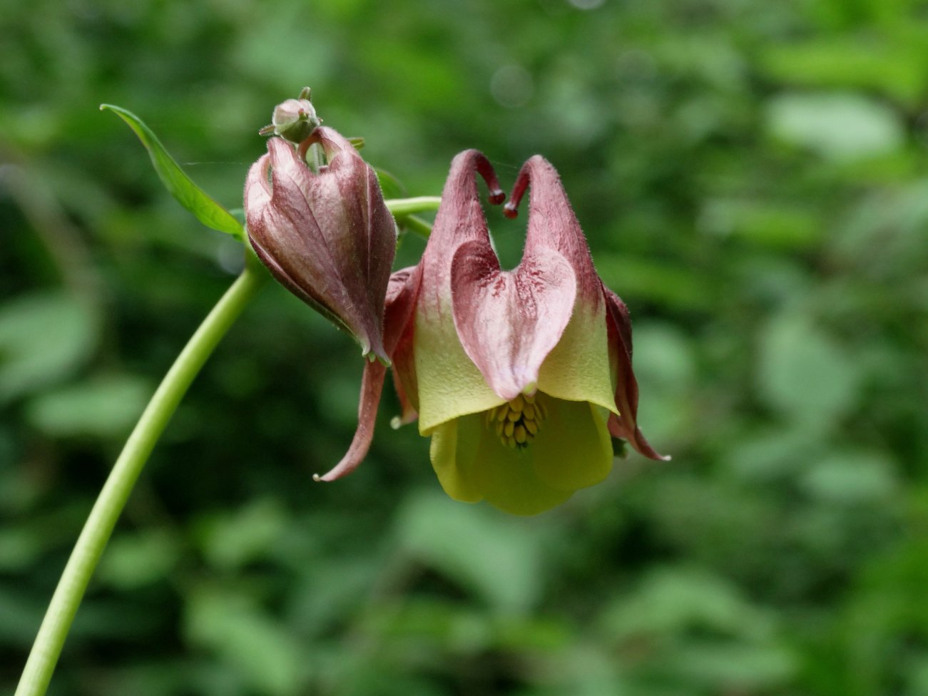 Image of Aquilegia oxysepala specimen.