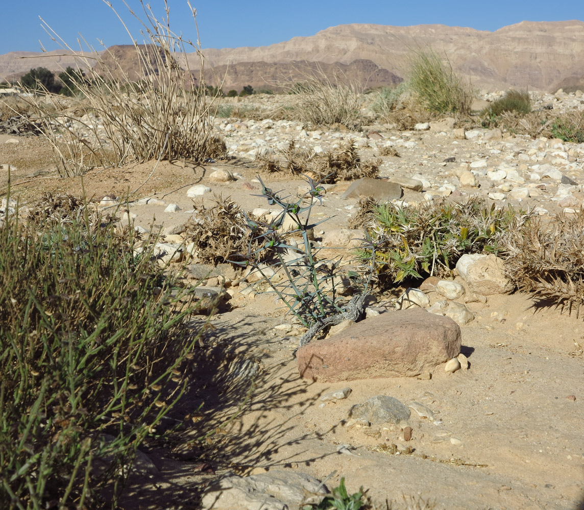 Image of Euphorbia retusa specimen.