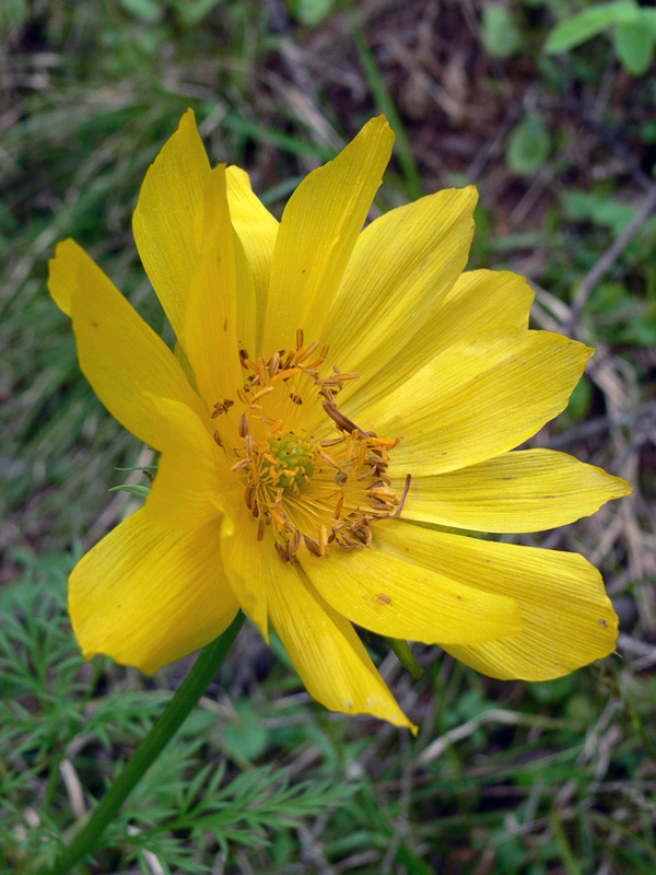 Image of Adonis apennina specimen.