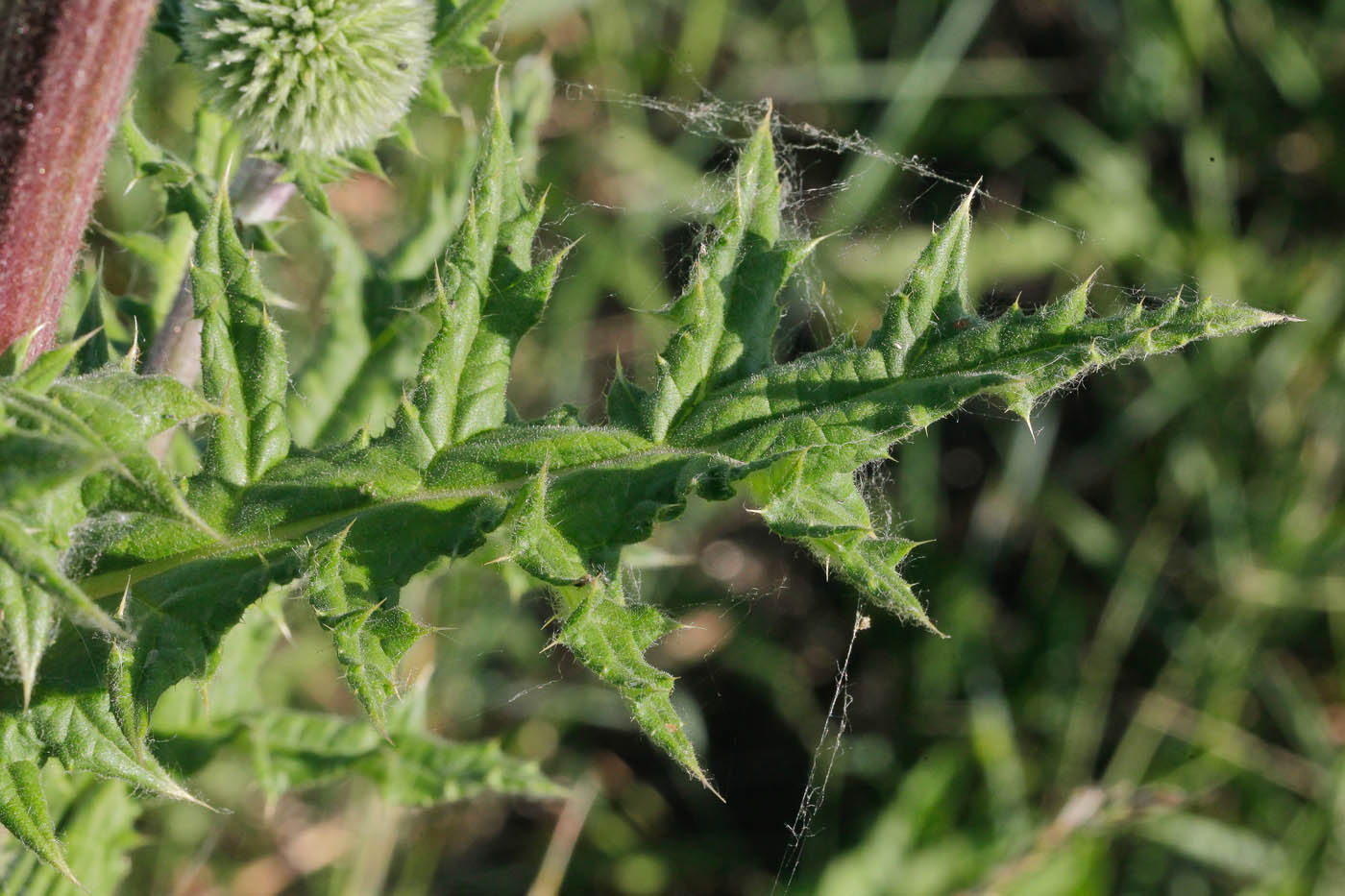 Image of Echinops sphaerocephalus specimen.