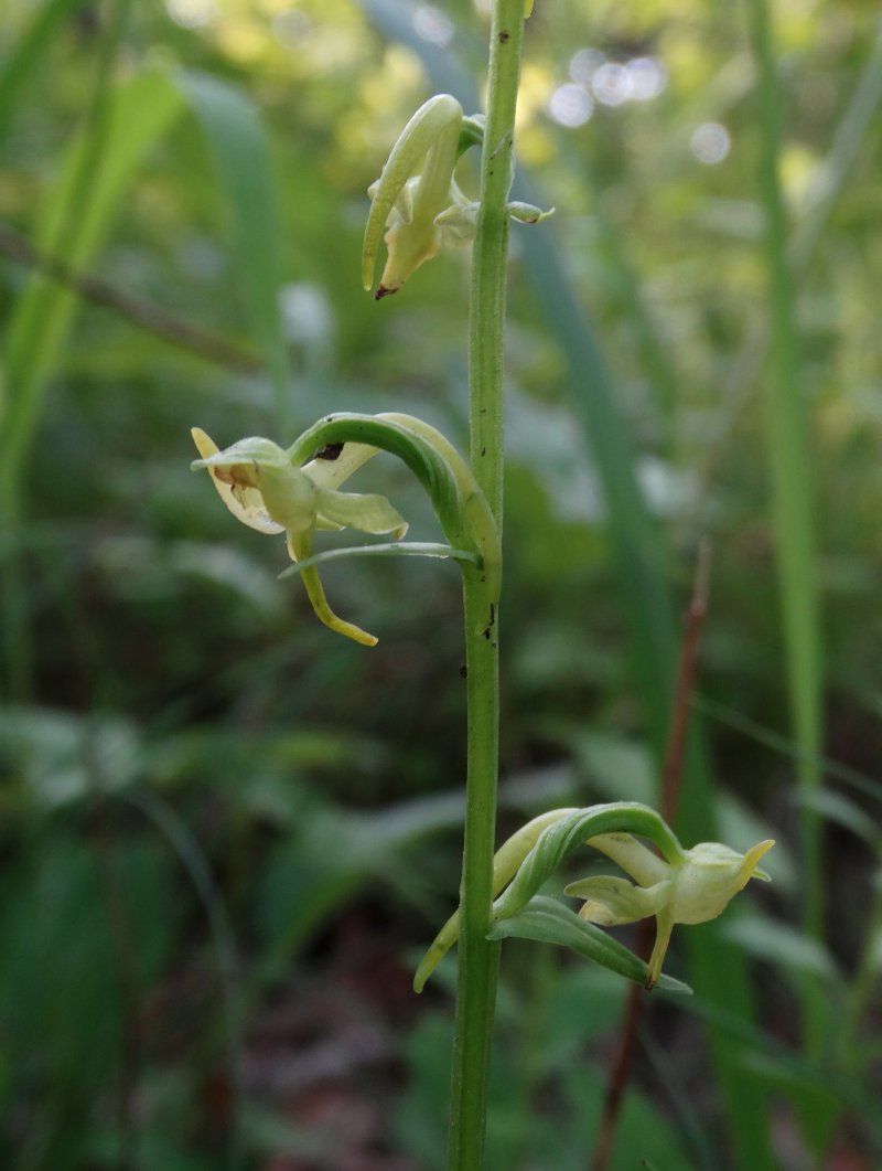 Изображение особи Platanthera maximowicziana.